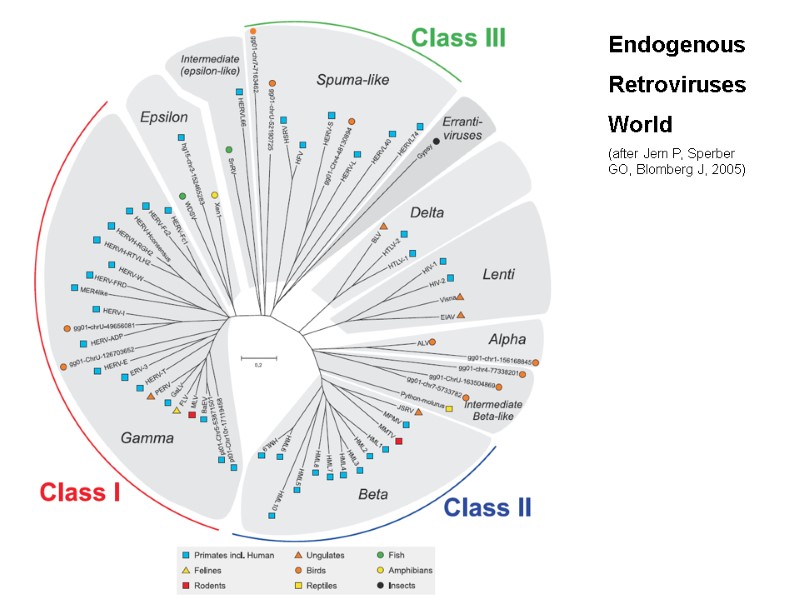 Endogenous  Retroviruses World (after Jern P, Sperber GO, Blomberg J, 2005)